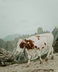 A cow walks on a mountain trail in the Italian Dolomites