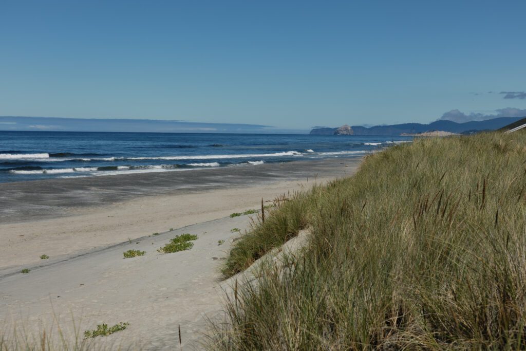 A landscape beach photo with coastal grasses in Oregon.