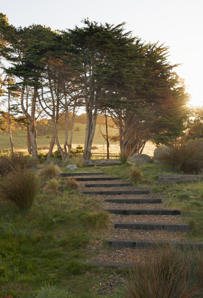 A sun flare through cypress trees at the sea ranch lodge