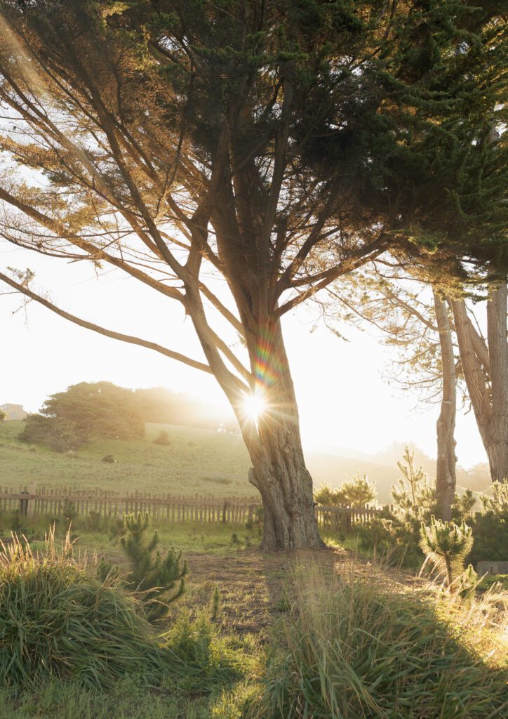 A sun flare through cypress trees at Sea Ranch lodge 